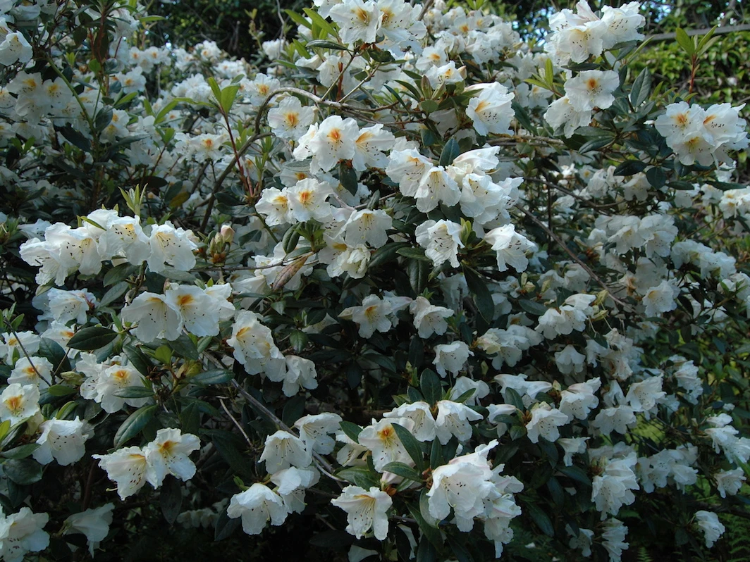 scopulorum